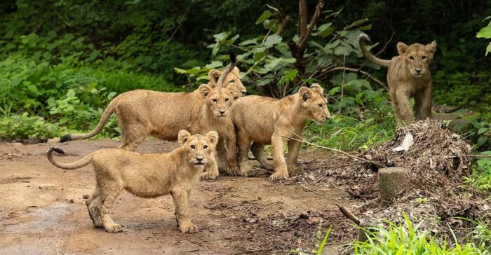 Reserve Devaliya Park Online Booking for Unique Experience