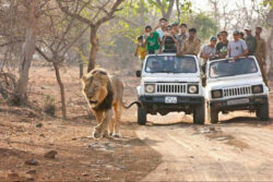 Reserve Devaliya Gir Safari Booking for Wildlife Sanctuary