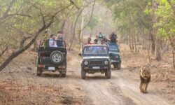 Plan Gir Forest Jeep Safari for Premier Destination
