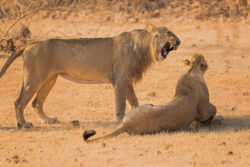 Reserve Best Time to Visit Gir National Park With Colleagues