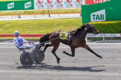 harness racing forums in brisbane