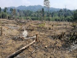 Deforestation in Australia: Causes, Consequences, Actions