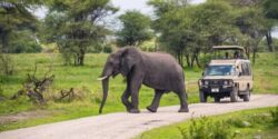 Top Wildlife Safaris in Tanzania