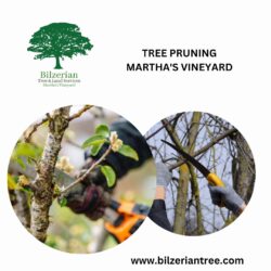 Tree Pruning Martha’s Vineyard