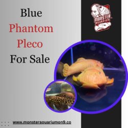 Blue Phantom Pleco For Sale