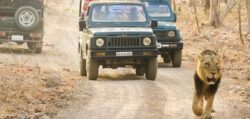 Reserve Devaliya Park Safari Booking for Concentrated Environment.