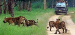 Reserve Ranthambore Jungle Safari Booking for Lush Forest