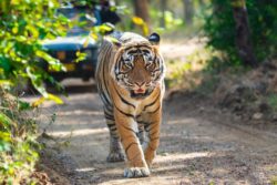 Book Your Ranthambore Tiger Safari Timing for Doing Wildlife Activity