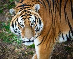 See List of Tiger Reserves in India for Biodiversity