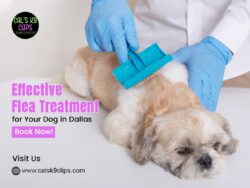 Flea Treatment Dallas