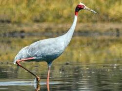 Spot Diverse Wildlife with Ranthambore National Park Birds for an Exceptional Birdwatching Exper ...
