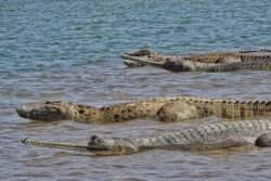 Book Chambal River Safari in Ranthambore for River Trip