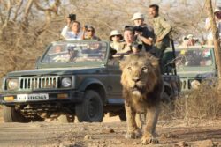 Get Devaliya Park Safari Booking Tickets Online