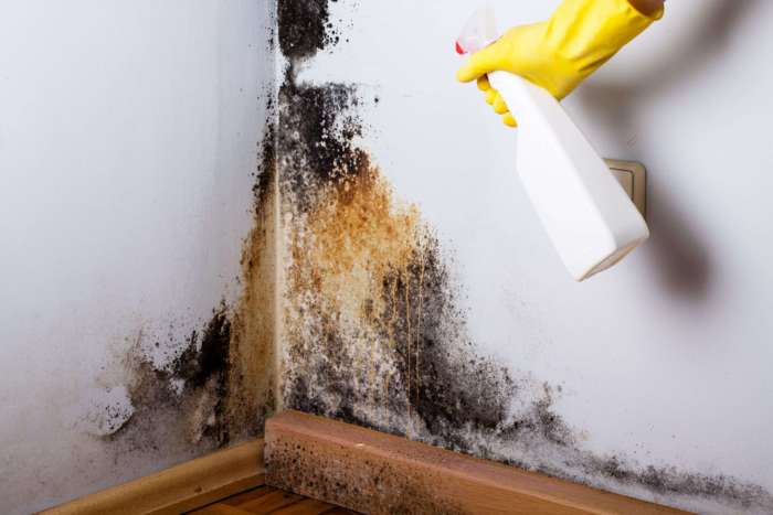 How To Kill Black Toxic Mold