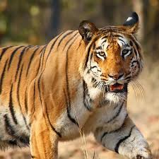 Book Ranthambore Safari Online to Secure Your Slot