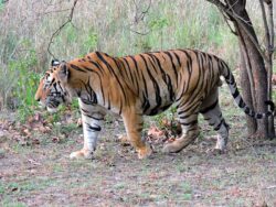 Understand How to Reach Ranthambore in Quick Way