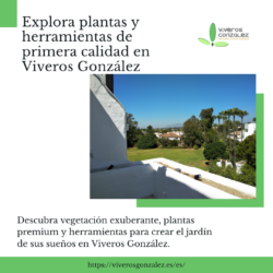 Venta de helechos para sombra