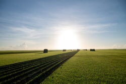 Star Turf Farms: Your Trusted Source for Premium-Quality Turf