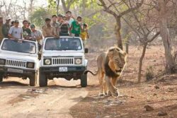 Plan Ahead with Gir Jungle Safari Online Booking Convenience