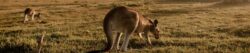 Hunter Valley Chauffeur Service