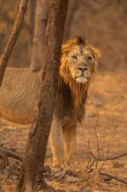 Easy Travel with How to Reach Gir National Park Guide