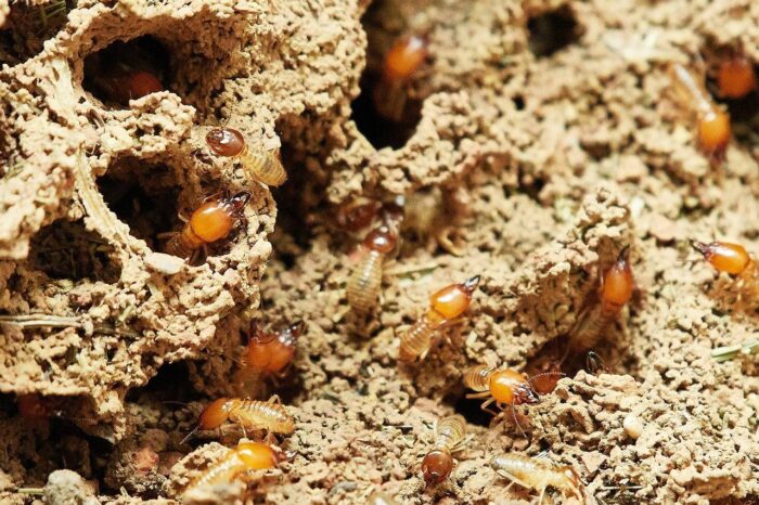 Effective Termite Treatment for Long-Term Protection