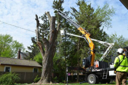 Reliable Emergency Tree Removal Sydney – Fast & Safe Service