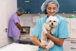 Rising Pet Adoption and Advancements in Treatment Fuel Growth of the Global Veterinary Oncology  ...