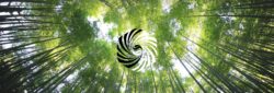 Acupuncture Bellingham