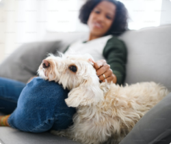 Cheapest Pet Boarding Service Delhi