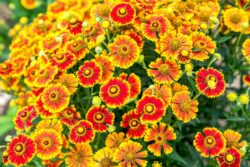 Sneezeweed Identification