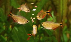 Ornamental Fish Feed: Meeting Nutritional Requirements of Aquarium Fish