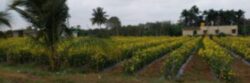 Farmland in Bangalore – Your Path to Sustainable Living!