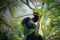 6 Days Rwanda and Uganda Safari to Gorillas and Wildlife