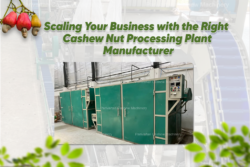 Scaling Your Business with the Right Cashew Nut Processing Plant Manufacturer