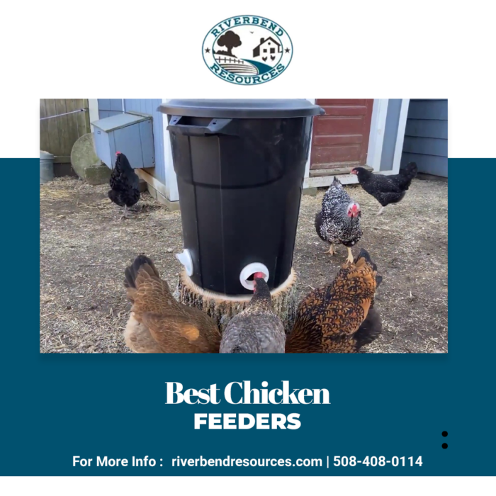 Best chicken feeders