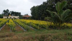 Top Best Managed Farmland Near Bangalore Options