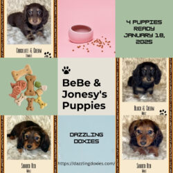Miniature Longhair Dapple Puppies For Sale