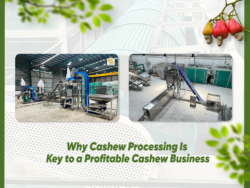 Why Cashew Processing Is Key to a Profitable Cashew Business