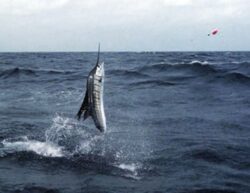 South Florida Fishing Charters