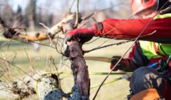 Tree Pruning Sydney