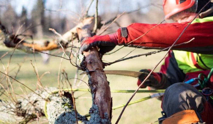Tree Pruning Sydney