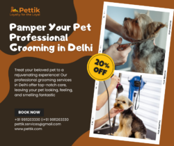Discover the Best Pet Grooming Service in Noida with Pettik