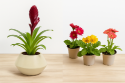 Add Vibrancy to Your Space with Bromeliad Plant and Gerbera