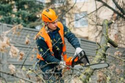 Arborist Sydney North Shore