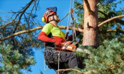 Tree Removal North Sydney