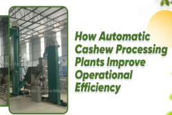 How Automatic Cashew Processing Plants Improve Operational Efficiency