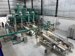 Cashew Processing | Efficient Solutions for Quality and Profitability