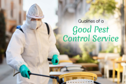 Bharat Hygiene – Your Local Pest Control Experts