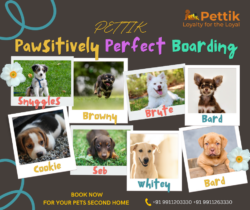 Choose Our Professional Pet Boarding Service in Delhi for Quality Care